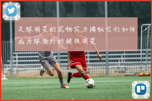 足球明星的宠物实力揭秘它们如何成为球场外的超级明星